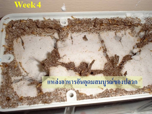 ทำอย่างไรเมื่อพบปลวกในบ้าน