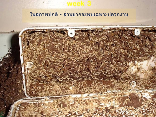 ชีวิตความเป็นอยู่ และวงจรชีวิตของปลวก